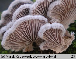 Schizophyllum commune (rozszczepka pospolita)