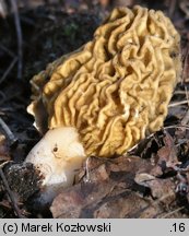 Verpa bohemica (naparstniczka czeska)