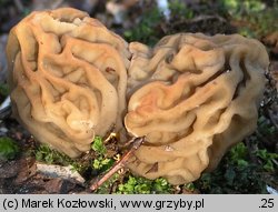 Verpa bohemica (naparstniczka czeska)