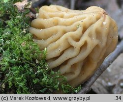 Verpa bohemica (naparstniczka czeska)