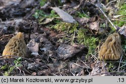 Verpa bohemica (naparstniczka czeska)