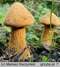 Phaeolepiota aurea (aksamitkówka złota)