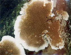Serpula himantioides (stroczek leśny)