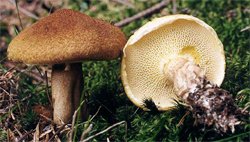 Suillus cavipes (maślak dęty)