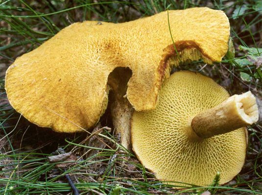 Suillus cavipes var. aureus (maślak dęty odmiana żółta)