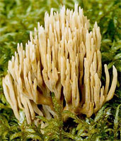 Ramaria eumorpha (koralówka sosnowa)