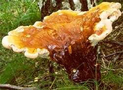 Ganoderma lucidum (lakownica żółtawa)