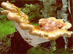 Ganoderma lucidum (lakownica żółtawa)