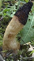 Morchella elata (smardz wyniosły)