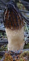 Morchella elata (smardz wyniosły)