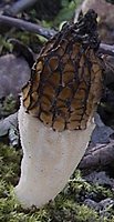 Morchella elata (smardz wyniosły)