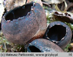 Urnula craterium (urna kraterowata)