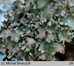 Nephromopsis chlorophylla (brązowniczka brzozowa)