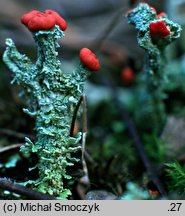 Cladonia floerkeana (chrobotek Floerkego)