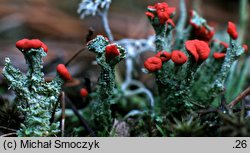 Cladonia floerkeana (chrobotek Floerkego)