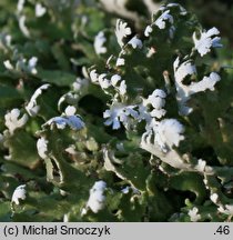 Cladonia foliacea (chrobotek rosochaty)