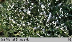 Cladonia foliacea (chrobotek rosochaty)