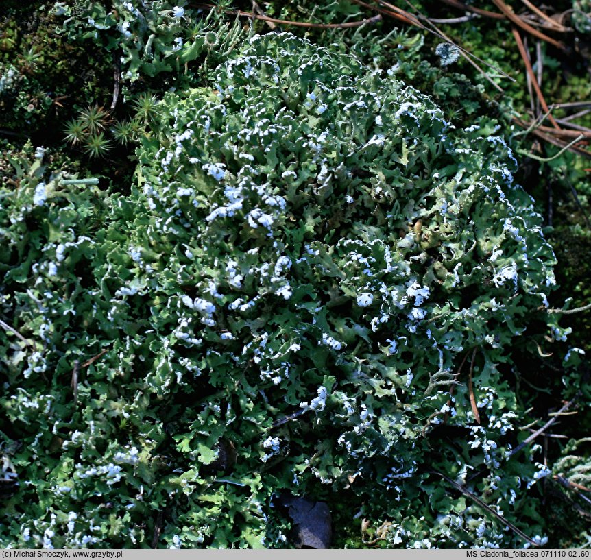 Cladonia foliacea (chrobotek rosochaty)