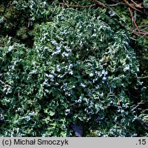 Cladonia foliacea (chrobotek rosochaty)