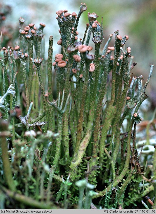 Cladonia gracilis (chrobotek wysmukły)