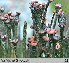 Cladonia gracilis (chrobotek wysmukły)