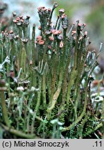 Cladonia gracilis (chrobotek wysmukły)