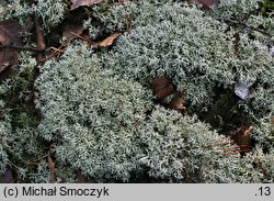 Cladonia arbuscula (chrobotek leśny)