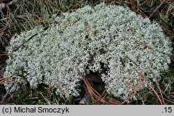 Cladonia arbuscula (chrobotek leśny)