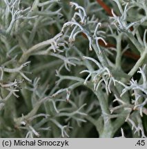 Cladonia arbuscula (chrobotek leśny)