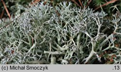 Cladonia arbuscula (chrobotek leśny)