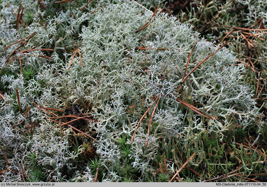 Cladonia arbuscula (chrobotek leśny)