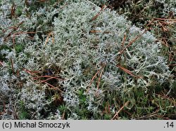 Cladonia arbuscula (chrobotek leśny)