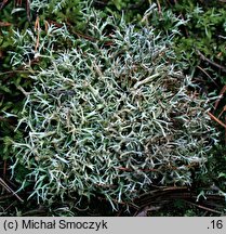 Cladonia uncialis (chrobotek gwiazdkowaty)