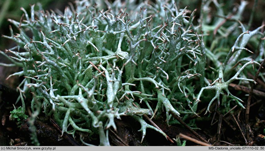 Cladonia uncialis (chrobotek gwiazdkowaty)