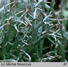 Cladonia uncialis (chrobotek gwiazdkowaty)