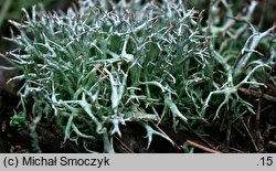 Cladonia uncialis (chrobotek gwiazdkowaty)