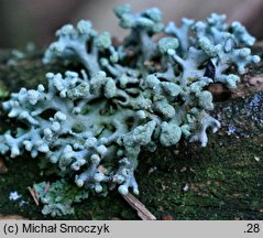 Hypogymnia tubulosa (pustułka rurkowata)