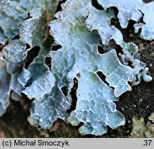 Parmelia sulcata (tarczownica bruzdkowana)