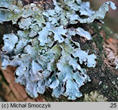 Parmelia sulcata (tarczownica bruzdkowana)