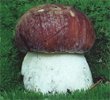 Boletus pinophilus (borowik sosnowy)