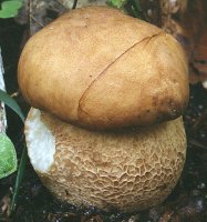 Boletus reticulatus (borowik usiatkowany)