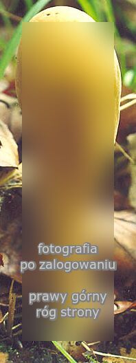 Clavariadelphus pistillaris (buławka pałeczkowata)