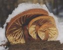 Flammulina velutipes (płomiennica zimowa)