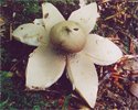 Geastrum rufescens (gwiazdosz rudawy)