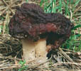 Gyromitra esculenta (piestrzenica kasztanowata)