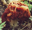 Gyromitra esculenta (piestrzenica kasztanowata)