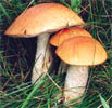 Leccinum aurantiacum (koźlarz czerwony)