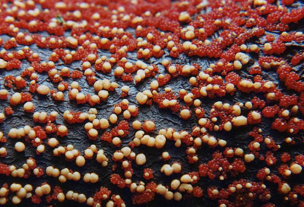 Nectria cinnabarina (gruzełek cynobrowy)