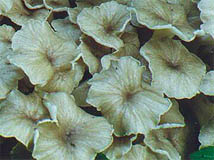 Polyporus umbellatus (żagiew wielogłowa)