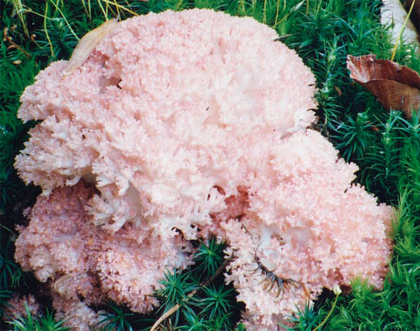 Ramaria botrytis (koralówka czerwonowierzchołkowa)